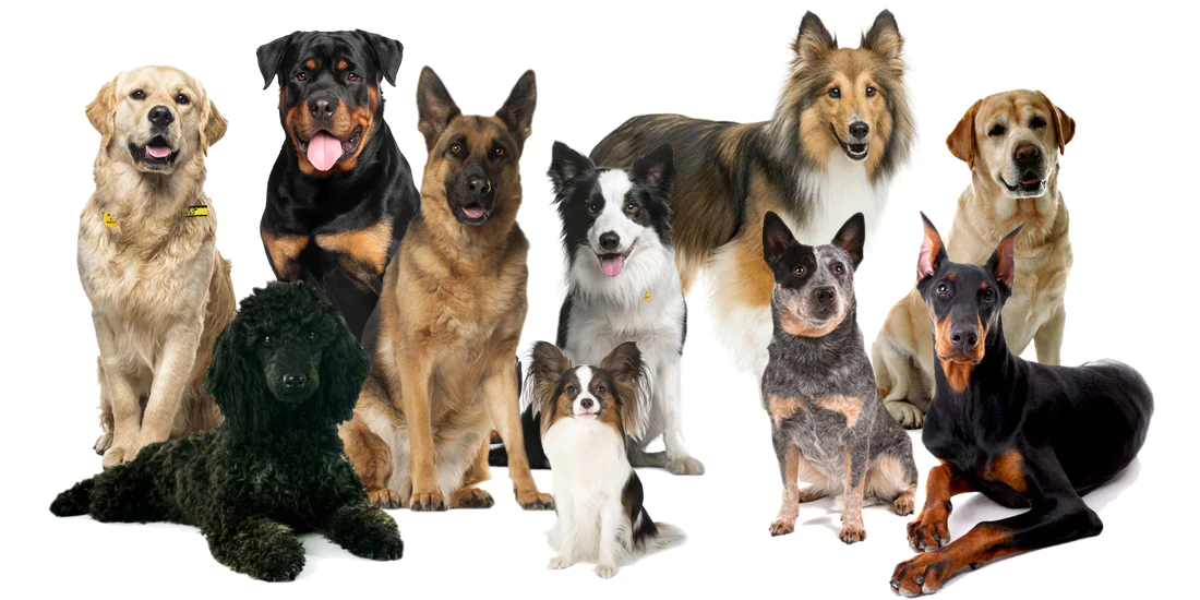 The top 10 most intelligent dog breeds of 2023 - V Trends